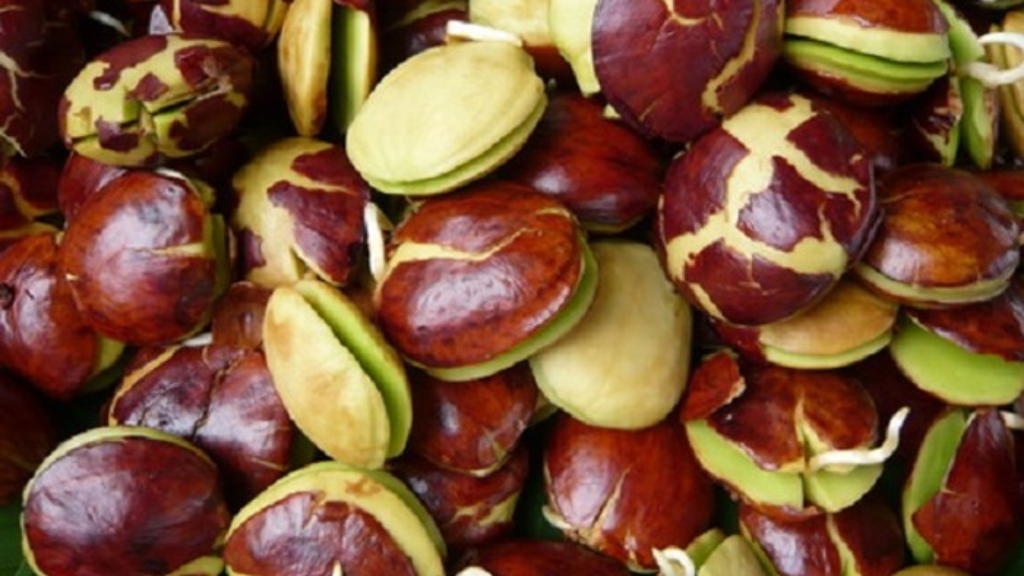 Manfaat Jengkol Untuk Diet Sehat